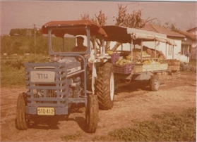 הובלת התוצרת החקלאית